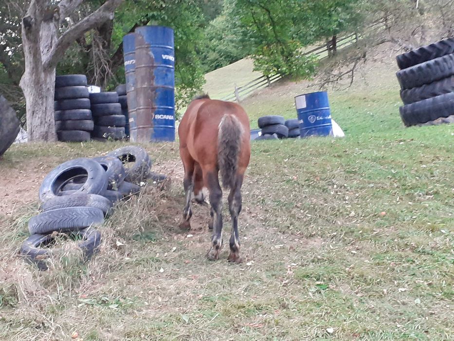 Mînză de vînzare de 4 luni