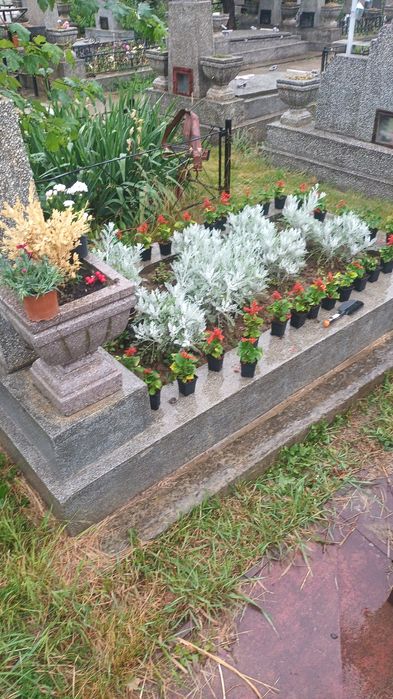 Amenajari terase și grădini. Curățare si toaletare pomi. Întreținere