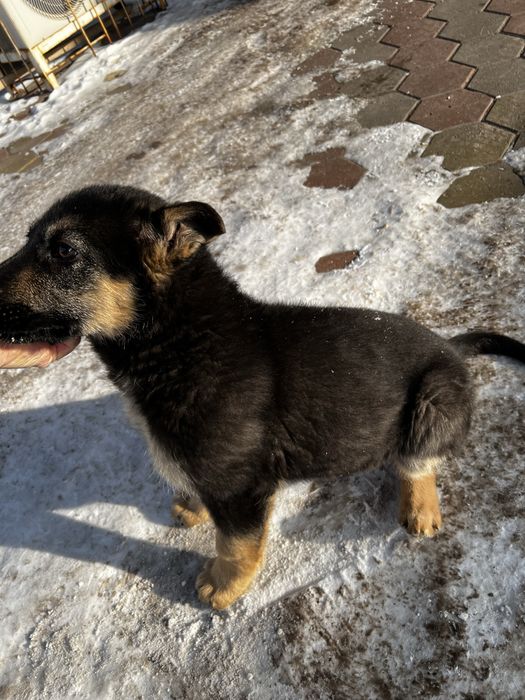 Чистопордистая авчарка