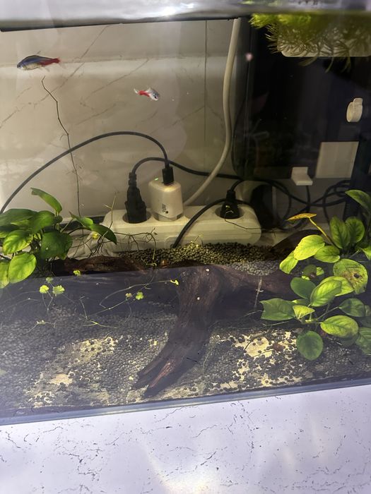 Akvarium sotiladi 60 litr hamma narsasi bilan