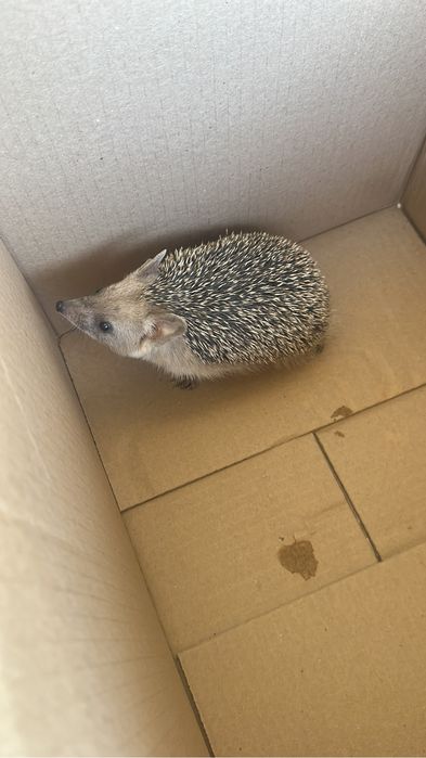 Ежик ёжик молодой