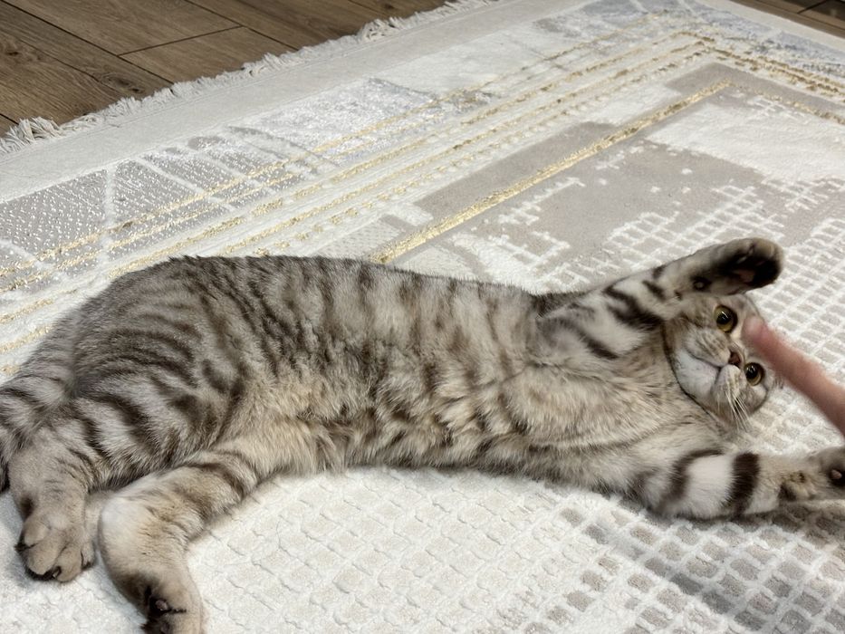 Котик по имени Кекс