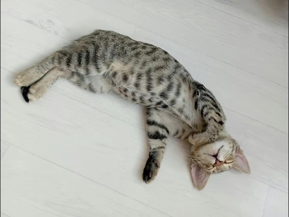 Продам Бенгальская котёнок