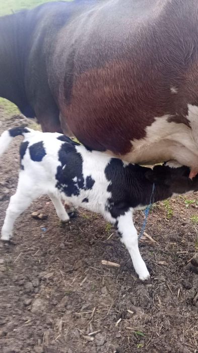 Vitea sugara disponibila