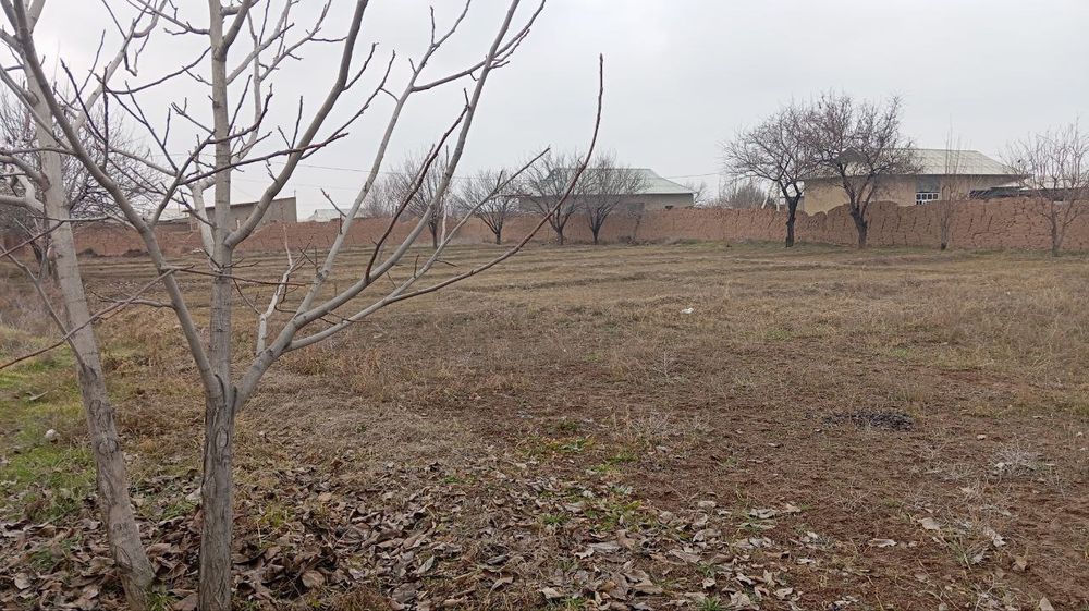 Yer uchastka 15 sotix bor sotixi 10 miliondan kelishiladi