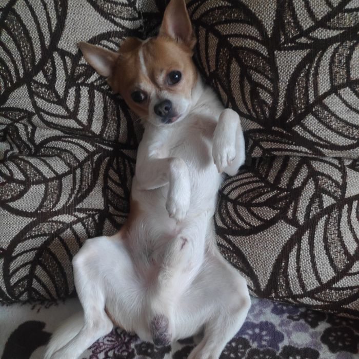 Вязка чихуахуа мальчик