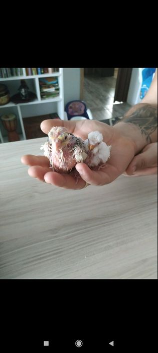 Ръчно хранени малки и средни папагали
