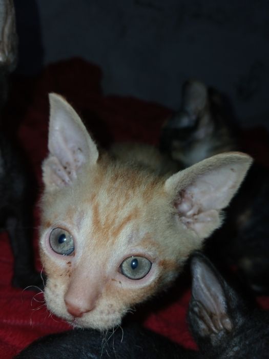 Продам котят сфинкс.  Браш.