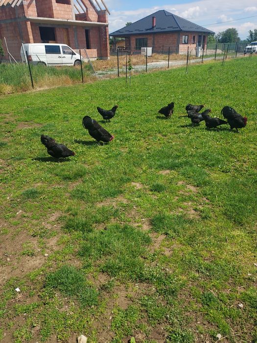 Oua pentru incubat Australorp Negru