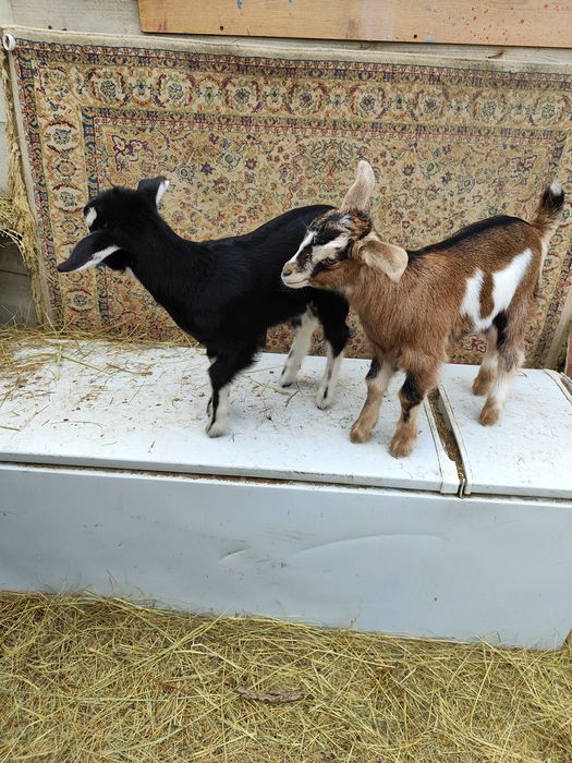Продам козочек и козлика