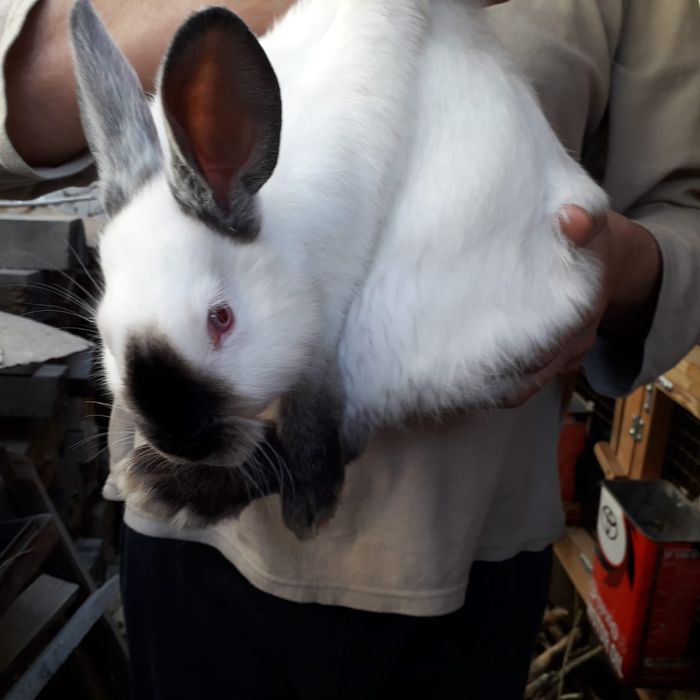 Кролики Калифорния