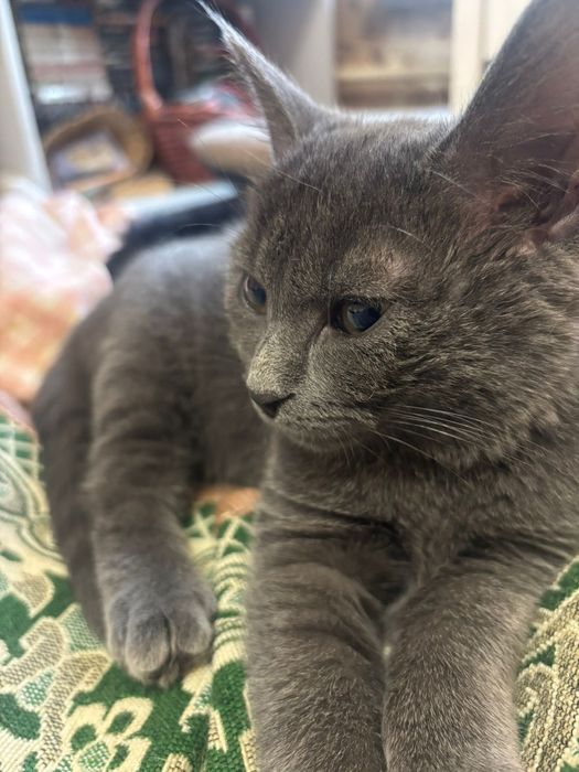 Котенок в добрые руки