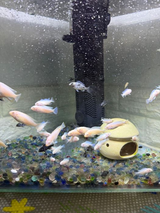 Цихлиды «снежный принц» , мальки и врослые особи