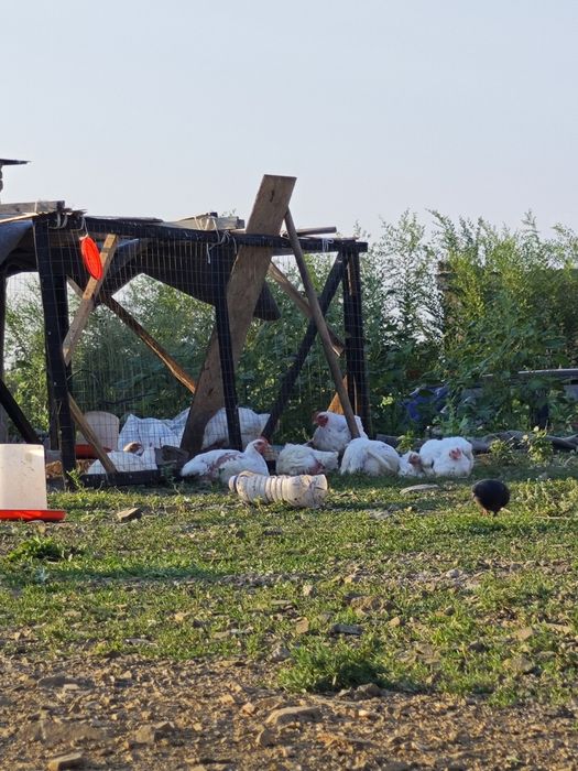 Продам бройлер домашный продукт