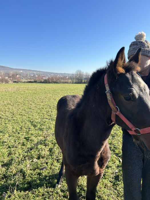Vand iapa cu manza friz