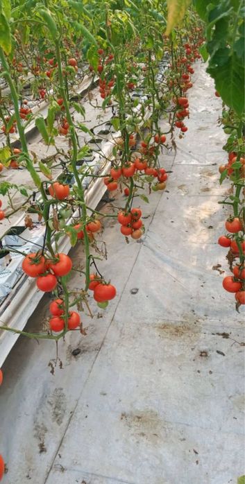 Плёнка клйонка селафн политетин плйонка иссикхона парник