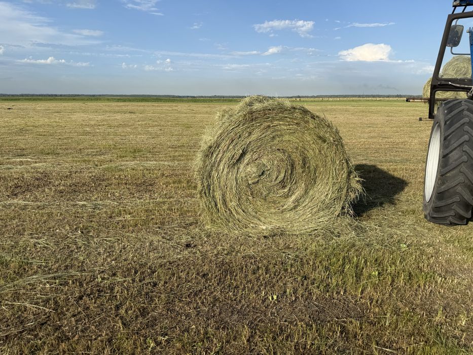 Продам сено луговое