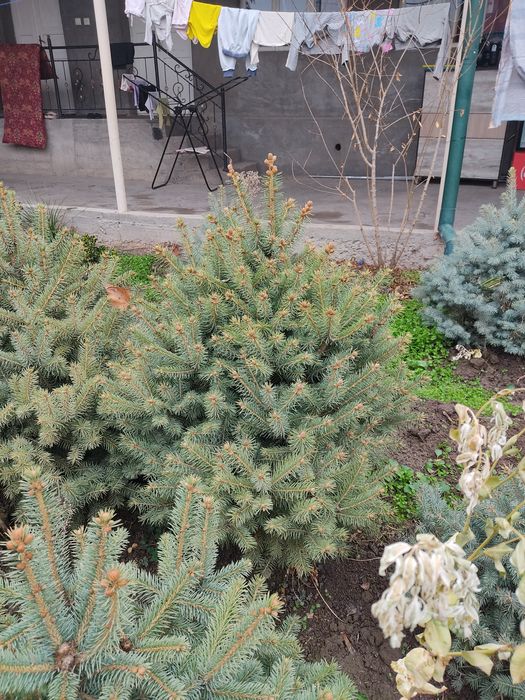 Manzarali daraxtlar va gullar. Landshaft dizayn. Obrezka, uxod.