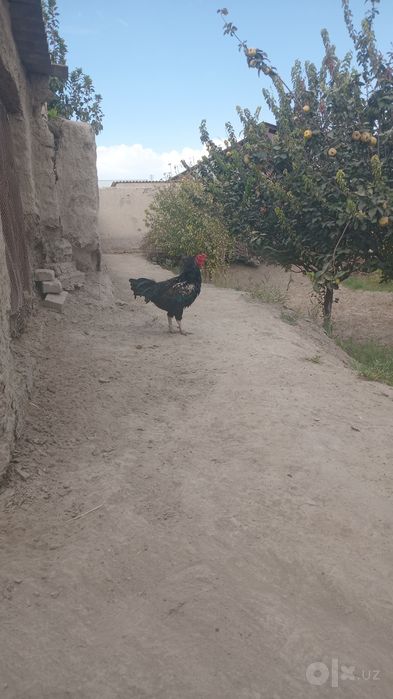 soğlom xuroz sotiladi