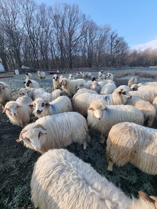 Vând oi tinere mielute