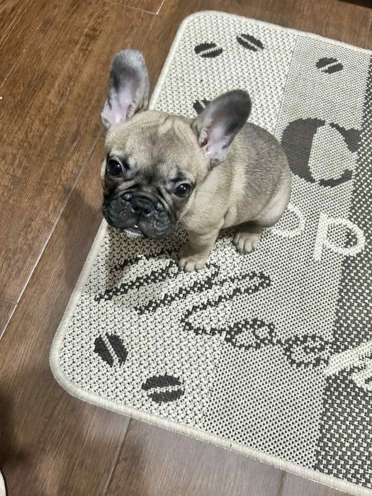 Bulldog Francez - 3 luni de vanzare.