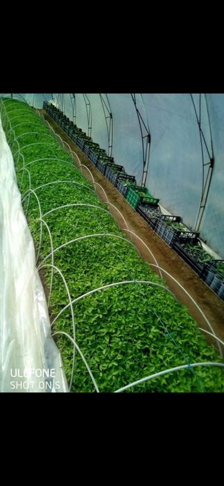 Разсад домати,краставички,тиквички,пипер,дини,пъпеши и др