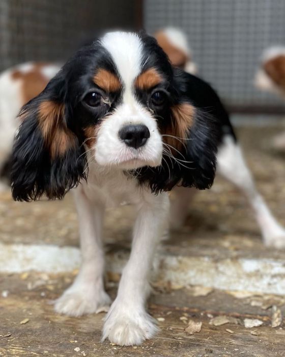 Кавалер кинг чарльз спаниель