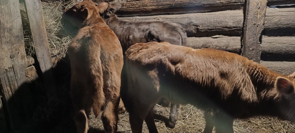 Телята, бычки, оптом.