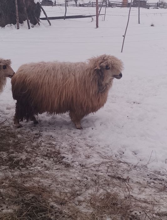 De vânzare 3 oi a făra