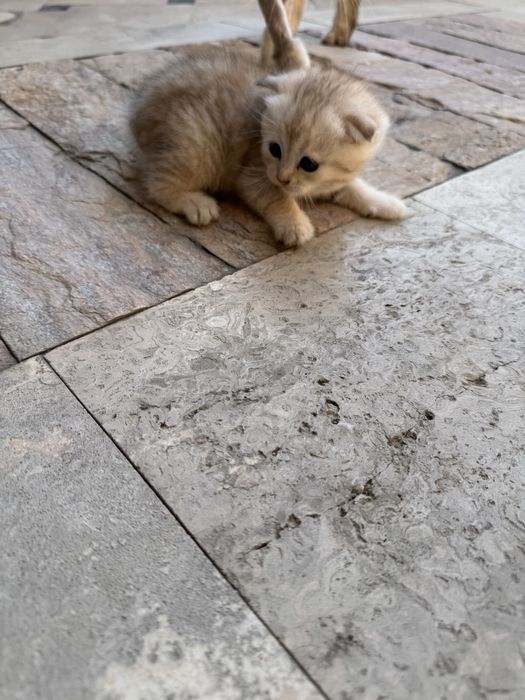 породистые котенки