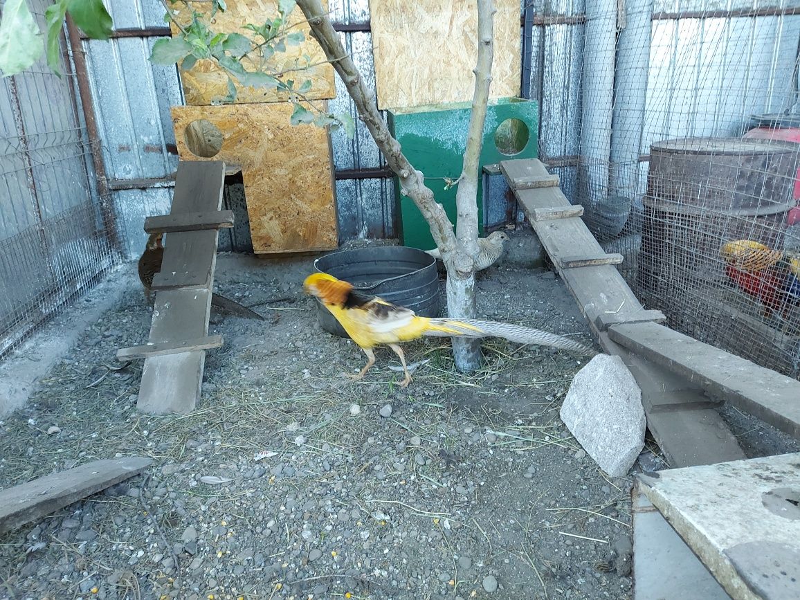 Pasari exotice și pasari de rasa Corod • OLX.ro