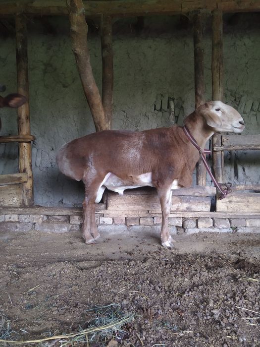 Edilbay qo'chqor sotiladi!