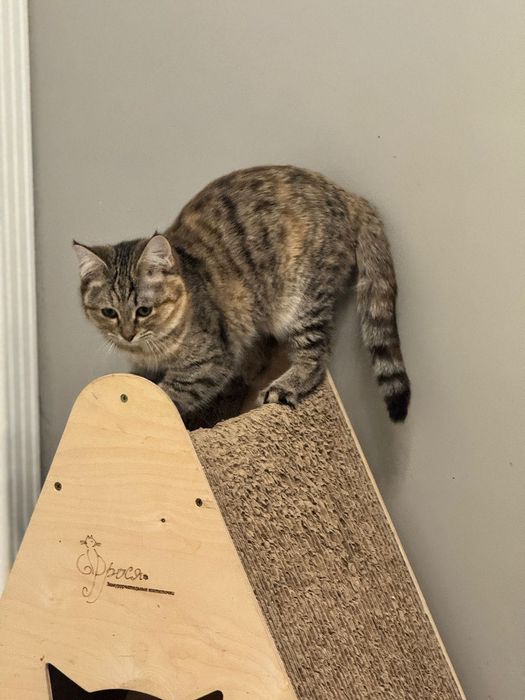 Кошечка красотка Варя!