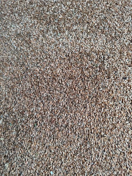 Triticale de vânzare
