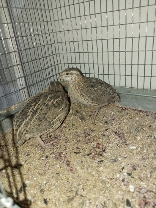 Италияа хуроз ва мокийон сотилади