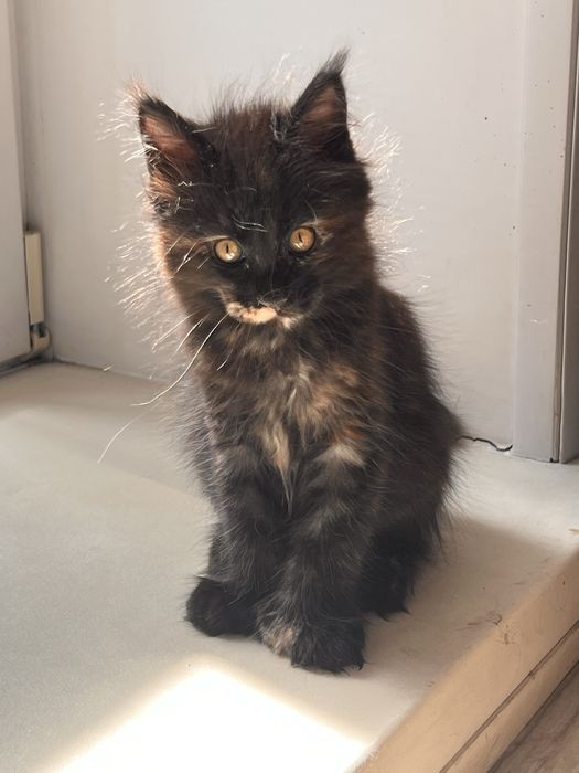 Котенок Мейн кун