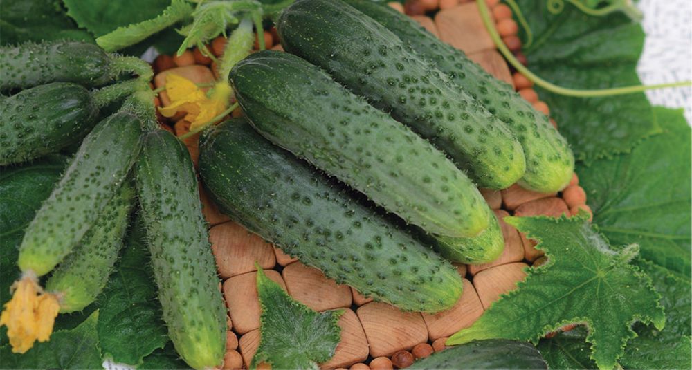 Продам домашнии огурцы