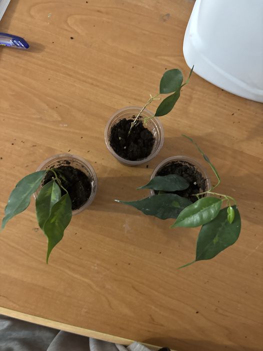 Фикус  бенджамина