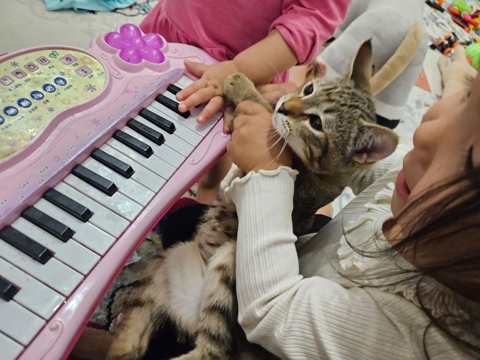 Отдам даром в добрые руки кошку