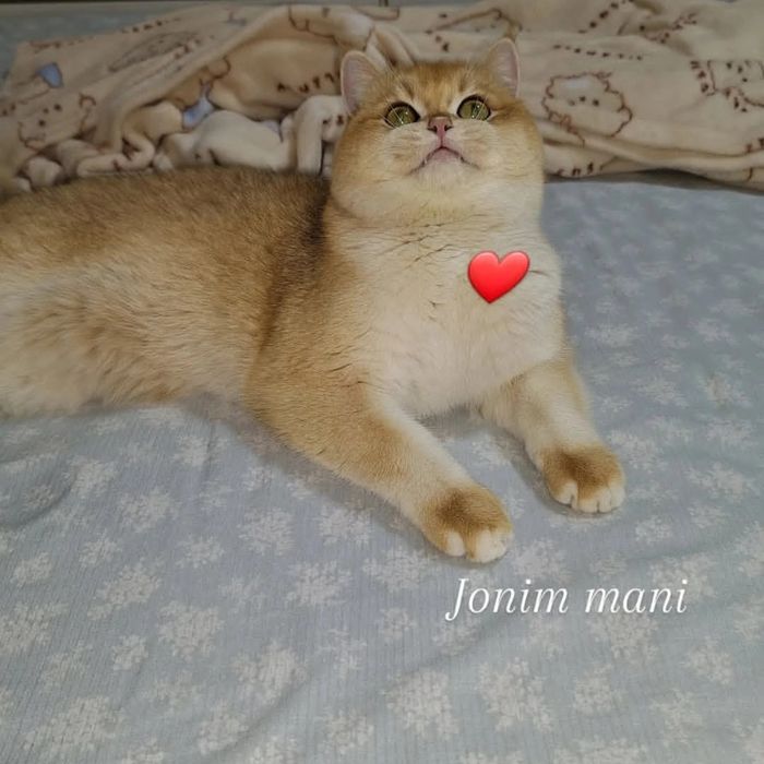 Vyazka Simba qizlani uchrashuvga taklif qiladi