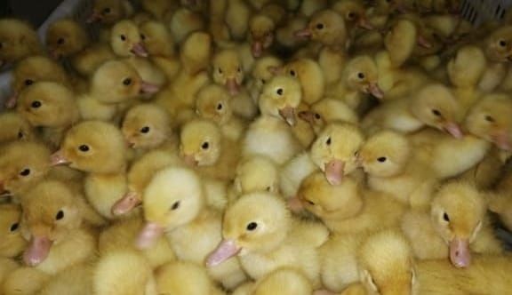 Есть цыплята ломан браун