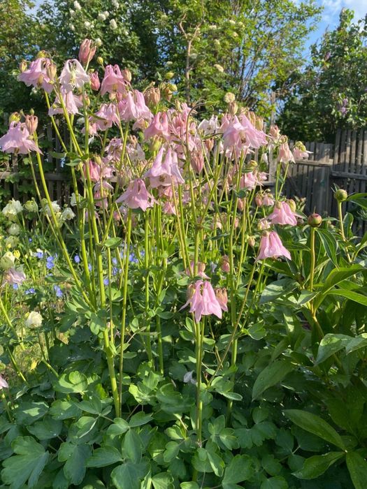Продаю саженцы многолетник Аквилегия