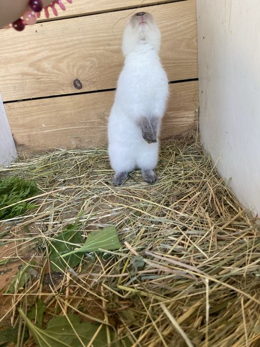 Pui de iepure REX PITIC, cu varsta de 4 luni, femelă