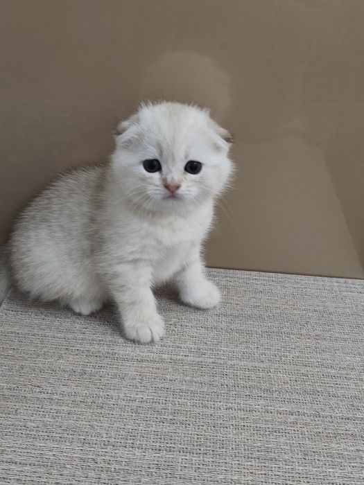 В продаже серебристая шиншилла девочка.