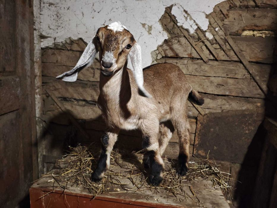 Tapusori anglo-nubiene de vanzare