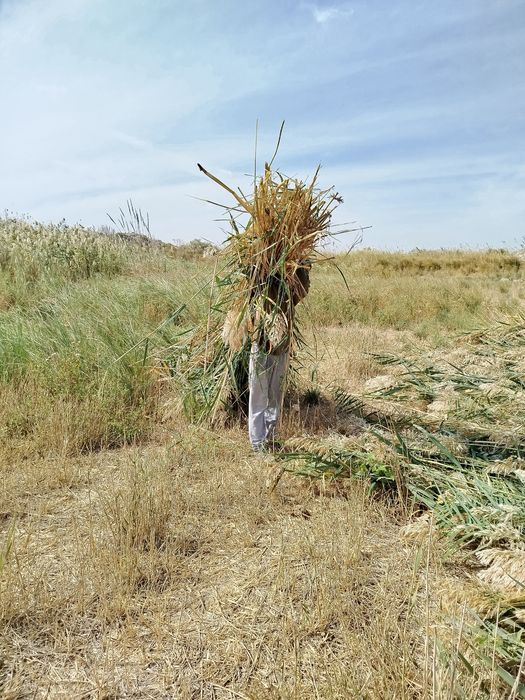 Qamish sotiladi hal yangi