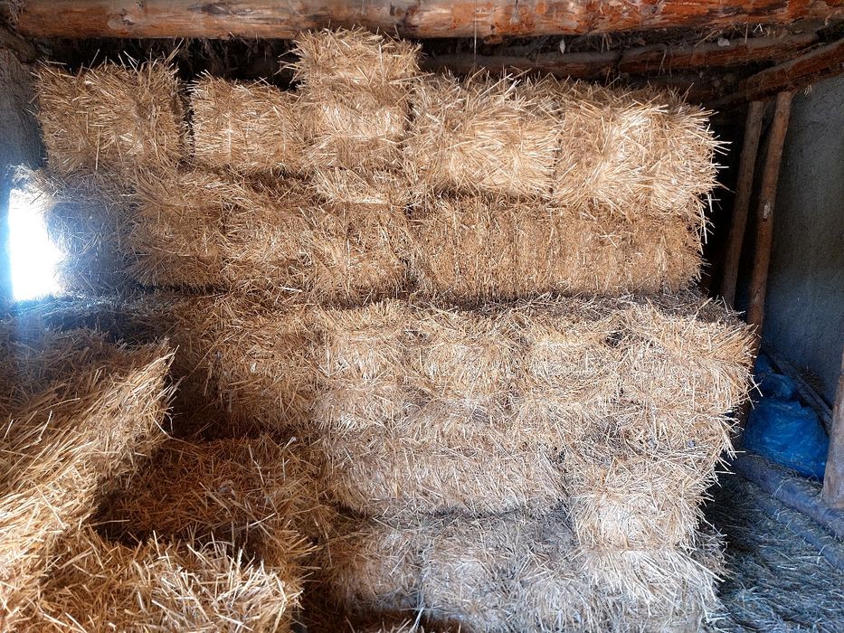 Сомон прес сотилади