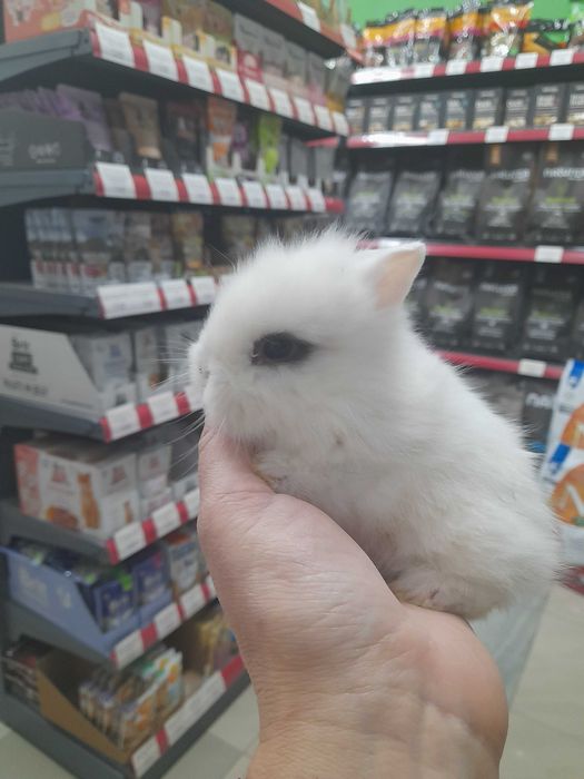 Декоративно мини зайче на 1 месец