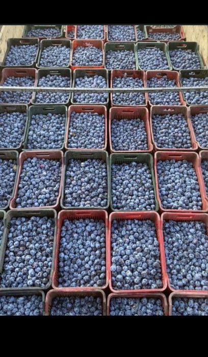 Oferim spre vanzare prune coapte ideale pentru tuică/pălincă