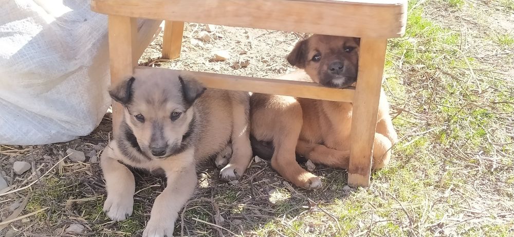 Отдам в добрые руки